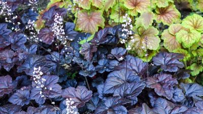 Heuchera care and growing guide – expert tips for stunning coral bells