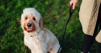 SSPCA issues warning for walking dogs in Glasgow's hot weather