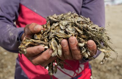 Drought drives economic exodus from Iraq's rivers and marshlands