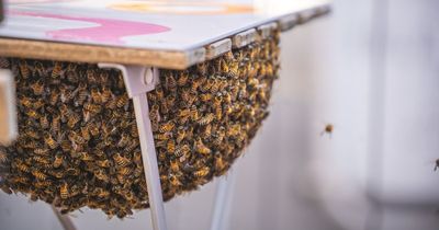 Moment thousands of bees swarm onto table at popular Manchester café