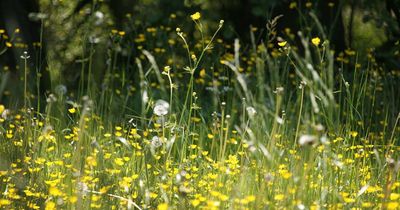 Met Office issues pollen count update and it's bad news for hay fever sufferers