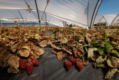 German MPs scrap Spanish strawberry fields visit as election water wars heat up