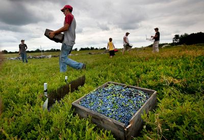 Wild blueberry production takes a dip in the face of drought