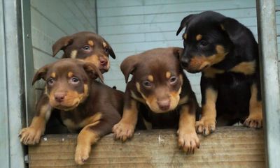 Muster Dogs cast: who's who of the puppies and graziers