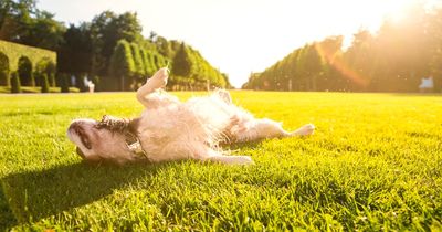 Dog owners discover heartbreaking reason dogs enjoy basking in the sun