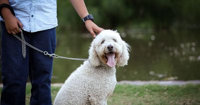 Northern Ireland Water instructing 'dogs on leads' at all its beauty spots following sheep death