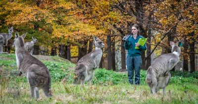Six ACT reserves to close overnight except weekends as kangaroo cull takes aim
