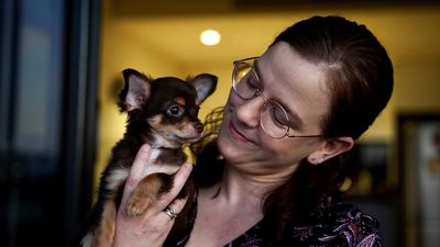 Brisbane renter wins right to have Chihuahua under Queensland's new tenancy laws