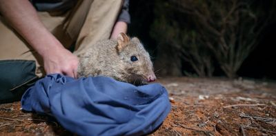 'Too small and carefree': endangered animals released into the wild may lack the match-fitness to evade predators