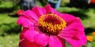 The world's first flowers were pollinated by insects