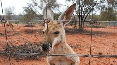 Dog fence affects growth rate of young red kangaroos exposed to dingoes, research finds