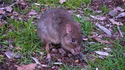 Endangered marsupial woylies in sanctuaries losing anti-predator 'street smarts', study finds