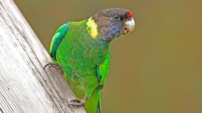 WA parrot 28's numerical name may have links to French explorers