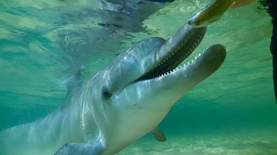 Should we be handfeeding wild dolphins? Even the experts are divided
