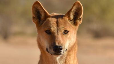Dingo 'humanely destroyed' after attacks on two children in Karijini National Park