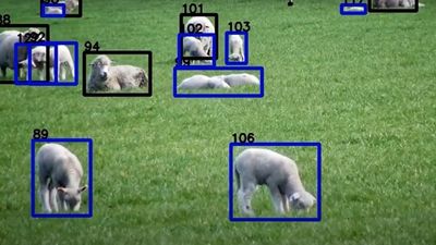 Genesmith to begin sheep facial recognition trial in Australia