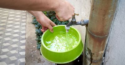 Urgent plea for anyone with a garden to leave a bowl of water outside as mercury soars