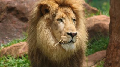 Billabong Zoo, visitors devastated over death of treasured 7-year-old African 'lion king' Milo