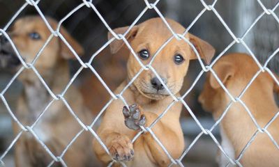 How Labour and Lib Dems have used fight against puppy farms to win votes