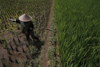 Indonesia braces for forest fires, crop loss from severe dry season