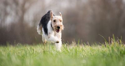 Five dog breeds which will increase trips to the vet