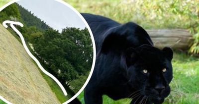 Driver spots 'big cat' near West Country hedgerow and calls police