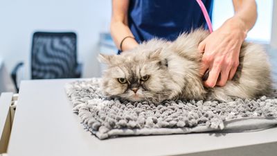 Cat behaviorist shares seven tips for less stressful vet visits — and number four will make all the difference