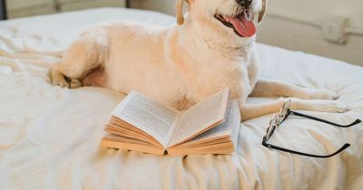 People who want dogs but can't afford them urged to consider fostering