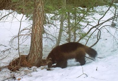 Wolverine spotted for the second time ever in California in the last 100 years
