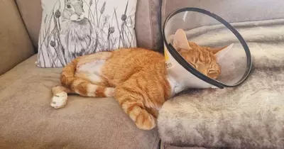 Cat tears back legs to the bone after getting caught on barbed wire