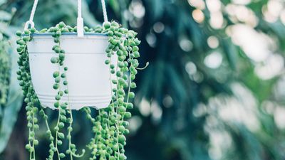 How to propagate string of pearls – 3 simple methods to get new plants