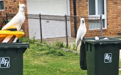 Council bin trial latches on to cockatoos trashing neighbourhood