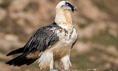 Reintroduction of endangered vulture in Spain paused over planned windfarm