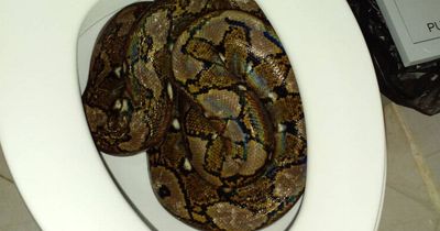 Terrifying moment snake catchers pull massive 12ft long python from a toilet