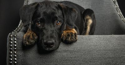 How to apologise to your dog if you stand on its paw, according to experts