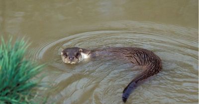 Spotted an otter lately? The National Parks and Wildlife Service wants to know