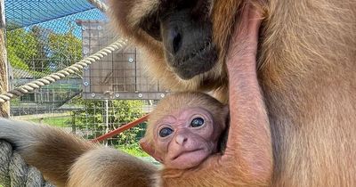 Adorable endangered baby monkey born at Scots zoo as staff share 'happiness'