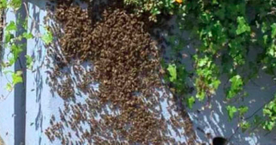 West Lothian village attacked by thousands of bees as locals 'run for their lives'