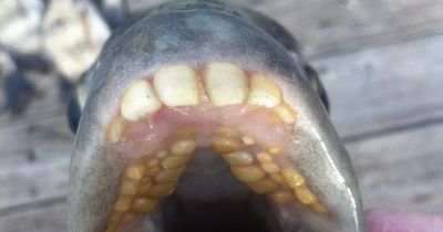 Diver catches bizarre fish with 'human' teeth - and turns out it's a record-breaking find