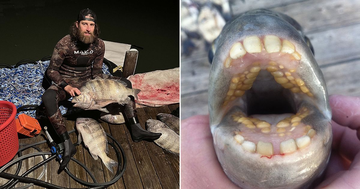 Fish with 'HUMAN TEETH' caught by shocked diver…