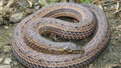 Roads impact survival of endemic Perrotet’s mountain snake in The Nilgiris