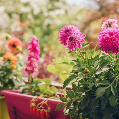 How to grow dahlias in pots so they absolutely thrive all autumn