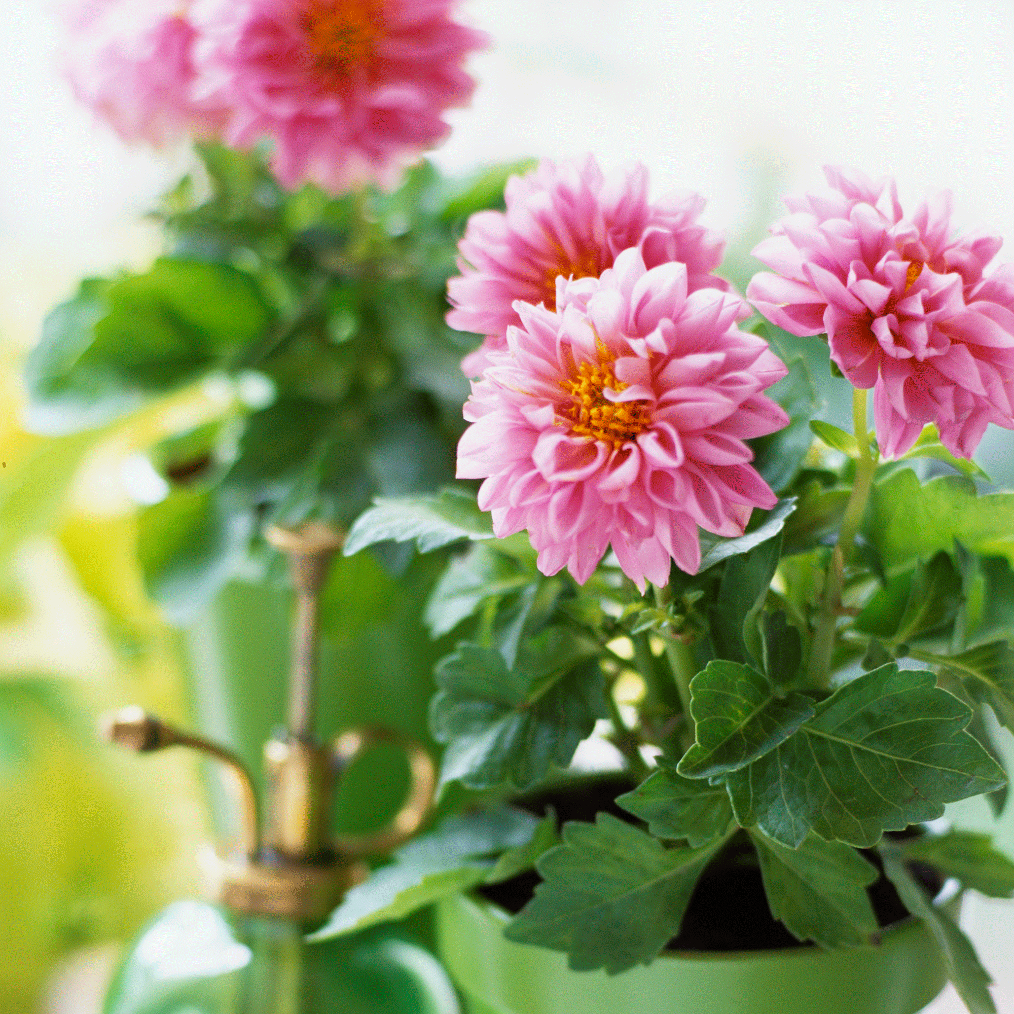 How to grow dahlias in pots – an easy guide for beautiful blooms from summer to autumn