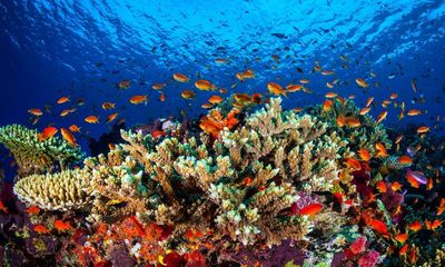 Unesco praises Albanese government for efforts to protect Great Barrier Reef