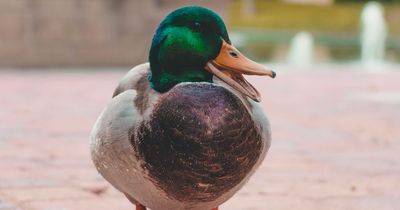 Apple to update autocorrect to stop it changing a common swear word to 'ducking'