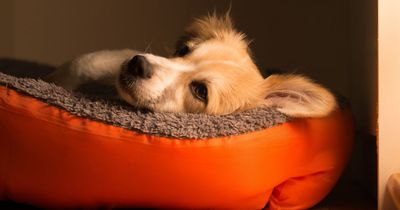 Dog expert gives verdict on how long your pet should be left home alone