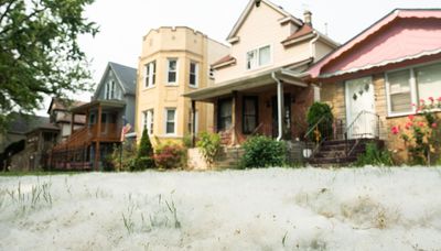 Chicago blanketed by white cottonwood tree fluff in a banner year for the stuff
