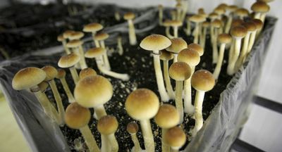 Bend your mind around this: the great medicinal psychedelic revival has begun