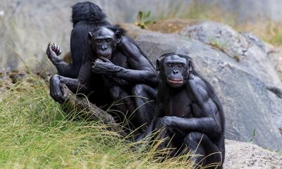 Origins of masturbation traced back to primates 40m years ago