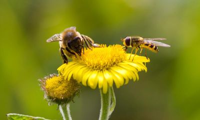 More wildlife-friendly farming needed to stop decline of insects in Britain, says report